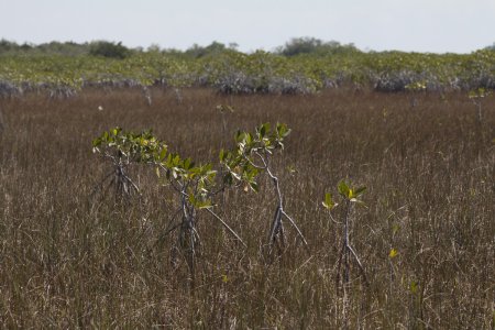 Losse mangrove groeit tussen het gras